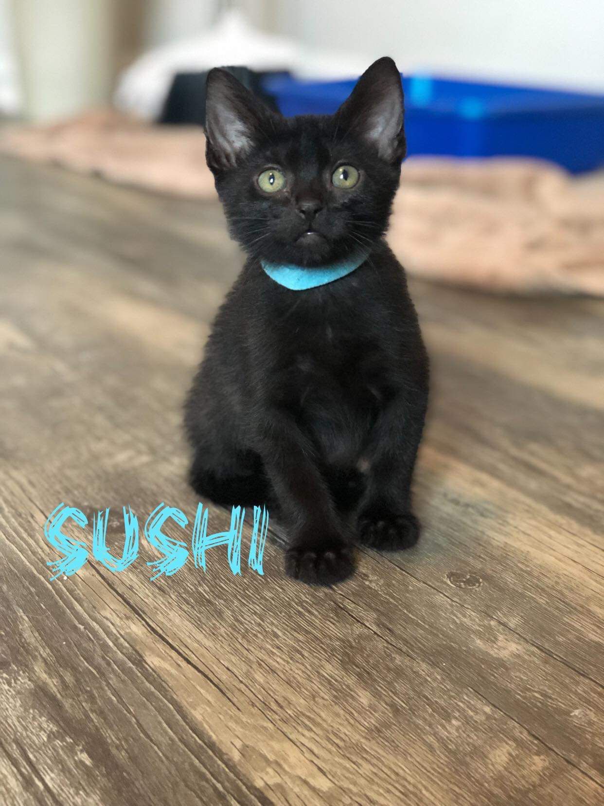Sushi